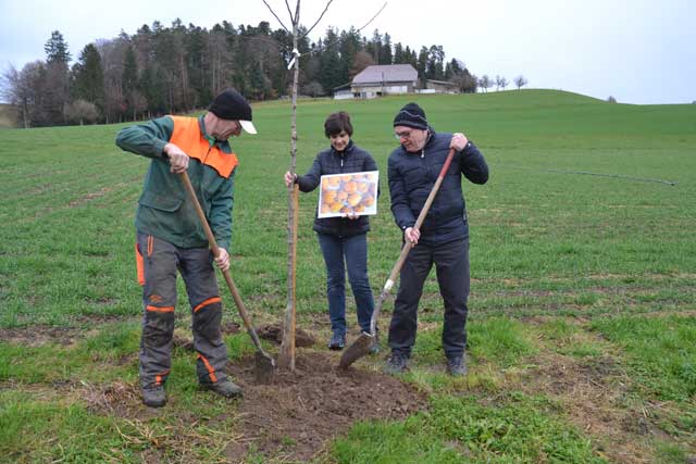 Gelbbirnenbaum gepflanzt